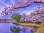 Preview: Diamond Painting picture, cherry blossoms by the lake, 55 colors, square stones, 80x60cm, full image