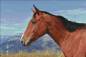 Preview: Diamond Painting picture, wild horse, square stones, 60x90cm, 48 colors, full image