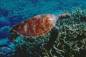 Preview: Diamond Painting picture, sea turtle, round stones, 60x90cm, 45 colours, full picture
