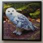 Preview: Diamond Painting picture, snow owl, 50 colors, round stones, 70x70cm, full picture
