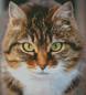 Preview: Diamond Painting picture, tiger cat, square stones, 55x50cm, 50 colours, full picture