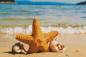 Preview: Diamond Painting picture, starfish, square stones, 50x75cm, 52 colours, 3 AB, full picture