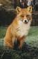 Preview: Diamond Painting picture, red fox, round stones, 60x90cm, 50 colours, full picture