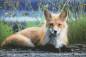 Preview: Diamond Painting Picture, Waxy Fox, Round Stones, 60x90cm, 50 Colours, Full Image