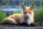 Preview: Diamond Painting Picture, Waxy Fox, Round Stones, 60x90cm, 50 Colours, Full Image