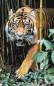 Preview: Diamond Painting picture, Tiger, round stones, 50x80cm, 50 colours, full picture