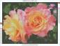 Preview: Diamond Painting picture, Rose Duo, round rhinestone diamonds, 45 colours, approx. 60x80cm, full picture