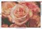 Preview: Diamond Painting Bild, Power of Roses, altrosa, runde Strass-Steine, 35 Farben, ca. 60x90cm, Vollbild