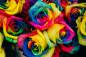 Preview: Diamond Painting Picture, Rainbow Roses, Round Rhinestone Diamonds, 50 Colours, Approx. 60x90cm, Full Picture