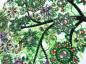 Preview: Diamond Painting picture, tree, spring, rhinestones, approx. 25x25cm, partial picture, good for beginners