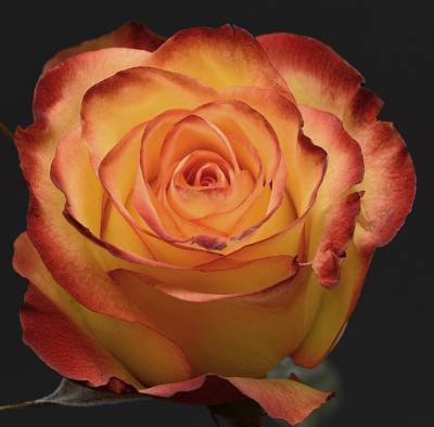 Vorlage (ohne Steine) Rose, orangerot, 40x40cm, 50 Farben, für eckige Steine, Vollbild
