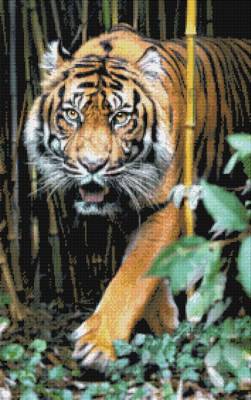 Diamond Painting picture, Tiger, round stones, 50x80cm, 50 colours, full picture