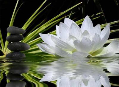 Template (without stones) Water lily, white, 50x70cm, 35 colors, for square stones, full image