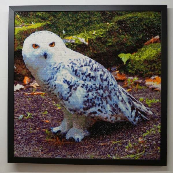 Diamond Painting picture, snow owl, 50 colors, round stones, 70x70cm, full picture
