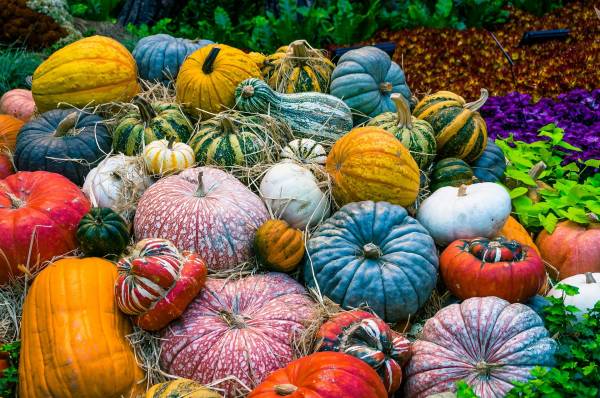 Diamond Painting picture, pumpkin field, round stones, 60x90cm, 45 colors, full screen